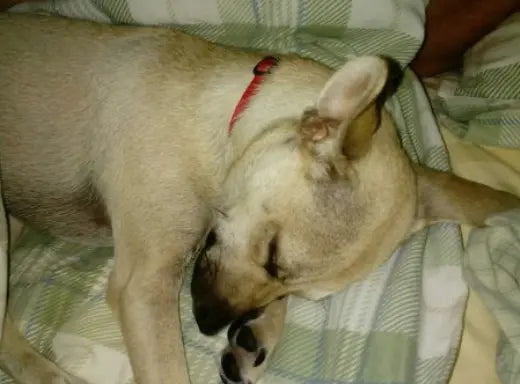 Fernanda muestra la caja de PawZen mientras su perro la acompaña